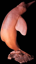 Amazon Pink River Dolphin Bronze Statue